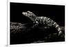 Alligator Sinensis (Chinese Alligator)-Paul Starosta-Framed Photographic Print