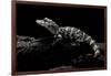 Alligator Sinensis (Chinese Alligator)-Paul Starosta-Framed Photographic Print