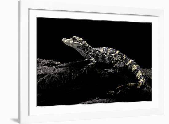 Alligator Sinensis (Chinese Alligator)-Paul Starosta-Framed Photographic Print