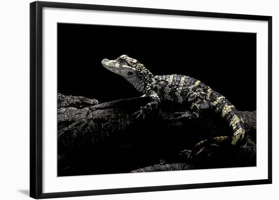 Alligator Sinensis (Chinese Alligator)-Paul Starosta-Framed Photographic Print