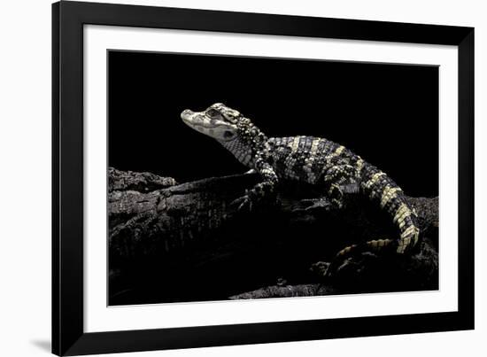 Alligator Sinensis (Chinese Alligator)-Paul Starosta-Framed Photographic Print