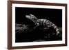 Alligator Sinensis (Chinese Alligator)-Paul Starosta-Framed Photographic Print