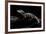 Alligator Sinensis (Chinese Alligator)-Paul Starosta-Framed Photographic Print