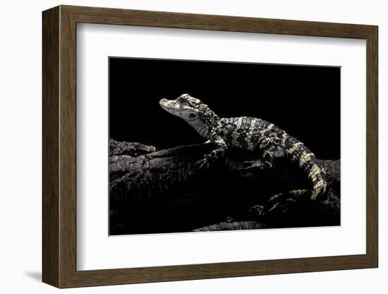 Alligator Sinensis (Chinese Alligator)-Paul Starosta-Framed Photographic Print