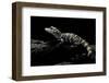 Alligator Sinensis (Chinese Alligator)-Paul Starosta-Framed Photographic Print