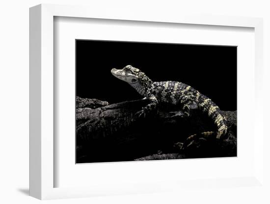 Alligator Sinensis (Chinese Alligator)-Paul Starosta-Framed Photographic Print