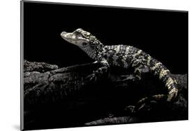 Alligator Sinensis (Chinese Alligator)-Paul Starosta-Mounted Photographic Print