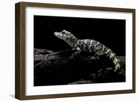 Alligator Sinensis (Chinese Alligator)-Paul Starosta-Framed Photographic Print