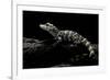 Alligator Sinensis (Chinese Alligator)-Paul Starosta-Framed Photographic Print