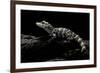 Alligator Sinensis (Chinese Alligator)-Paul Starosta-Framed Photographic Print