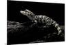 Alligator Sinensis (Chinese Alligator)-Paul Starosta-Mounted Photographic Print