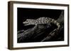 Alligator Sinensis (Chinese Alligator)-Paul Starosta-Framed Photographic Print