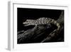 Alligator Sinensis (Chinese Alligator)-Paul Starosta-Framed Photographic Print