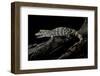 Alligator Sinensis (Chinese Alligator)-Paul Starosta-Framed Photographic Print