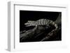 Alligator Sinensis (Chinese Alligator)-Paul Starosta-Framed Photographic Print