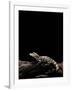 Alligator Sinensis (Chinese Alligator)-Paul Starosta-Framed Photographic Print