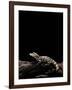 Alligator Sinensis (Chinese Alligator)-Paul Starosta-Framed Photographic Print