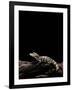 Alligator Sinensis (Chinese Alligator)-Paul Starosta-Framed Photographic Print