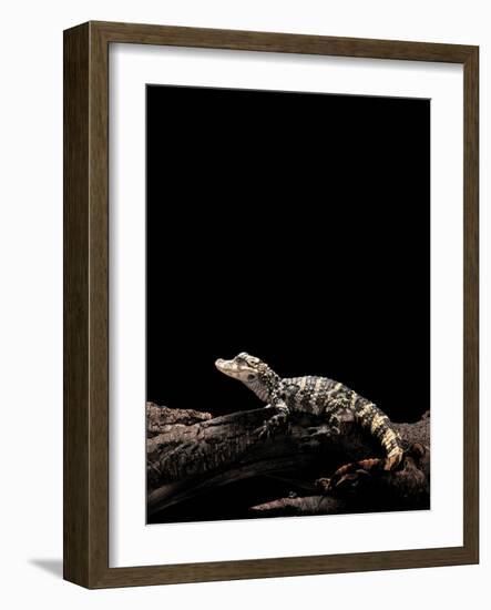 Alligator Sinensis (Chinese Alligator)-Paul Starosta-Framed Photographic Print