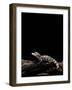 Alligator Sinensis (Chinese Alligator)-Paul Starosta-Framed Photographic Print