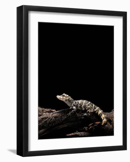 Alligator Sinensis (Chinese Alligator)-Paul Starosta-Framed Photographic Print