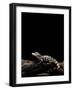 Alligator Sinensis (Chinese Alligator)-Paul Starosta-Framed Photographic Print