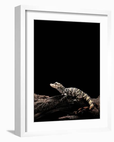 Alligator Sinensis (Chinese Alligator)-Paul Starosta-Framed Photographic Print