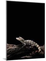 Alligator Sinensis (Chinese Alligator)-Paul Starosta-Mounted Photographic Print