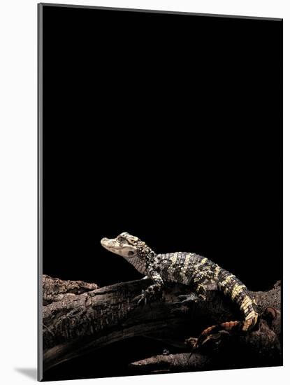 Alligator Sinensis (Chinese Alligator)-Paul Starosta-Mounted Photographic Print