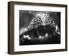 Alligator Teeth-Henry Horenstein-Framed Photographic Print