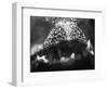 Alligator Teeth-Henry Horenstein-Framed Photographic Print