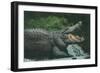 Alligator with Open Jaws-null-Framed Giclee Print