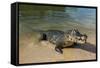 Alligator (Yacare Caiman), Pantanal, UNESCO World Heritage Site, Brazil, South America-Michael Runkel-Framed Stretched Canvas