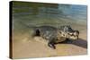 Alligator (Yacare Caiman), Pantanal, UNESCO World Heritage Site, Brazil, South America-Michael Runkel-Stretched Canvas