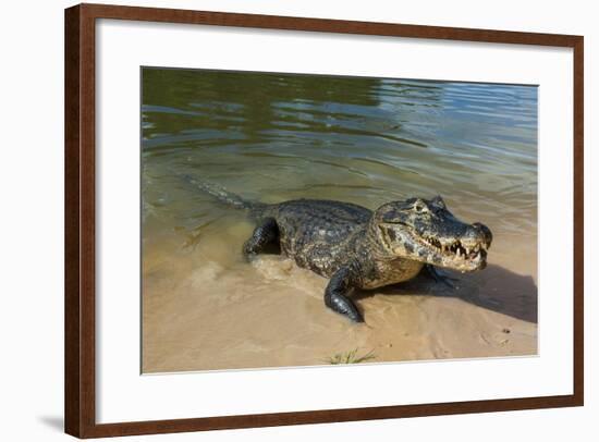 Alligator (Yacare Caiman), Pantanal, UNESCO World Heritage Site, Brazil, South America-Michael Runkel-Framed Photographic Print
