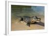 Alligator (Yacare Caiman), Pantanal, UNESCO World Heritage Site, Brazil, South America-Michael Runkel-Framed Photographic Print