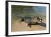 Alligator (Yacare Caiman), Pantanal, UNESCO World Heritage Site, Brazil, South America-Michael Runkel-Framed Photographic Print