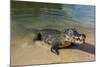 Alligator (Yacare Caiman), Pantanal, UNESCO World Heritage Site, Brazil, South America-Michael Runkel-Mounted Photographic Print