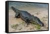 Alligator (Yacare Caiman)-Michael Runkel-Framed Stretched Canvas