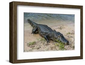 Alligator (Yacare Caiman)-Michael Runkel-Framed Photographic Print