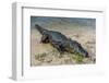 Alligator (Yacare Caiman)-Michael Runkel-Framed Photographic Print