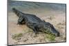 Alligator (Yacare Caiman)-Michael Runkel-Mounted Photographic Print