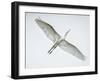 Alligator Zoo, St. Augustine, Florida. Great Egret in Flight-Rona Schwarz-Framed Photographic Print