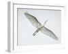 Alligator Zoo, St. Augustine, Florida. Great Egret in Flight-Rona Schwarz-Framed Photographic Print