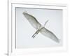 Alligator Zoo, St. Augustine, Florida. Great Egret in Flight-Rona Schwarz-Framed Photographic Print