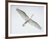 Alligator Zoo, St. Augustine, Florida. Great Egret in Flight-Rona Schwarz-Framed Photographic Print