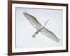 Alligator Zoo, St. Augustine, Florida. Great Egret in Flight-Rona Schwarz-Framed Photographic Print