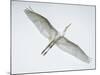 Alligator Zoo, St. Augustine, Florida. Great Egret in Flight-Rona Schwarz-Mounted Photographic Print