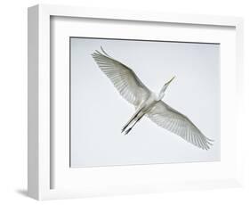 Alligator Zoo, St. Augustine, Florida. Great Egret in Flight-Rona Schwarz-Framed Photographic Print