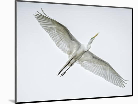 Alligator Zoo, St. Augustine, Florida. Great Egret in Flight-Rona Schwarz-Mounted Photographic Print